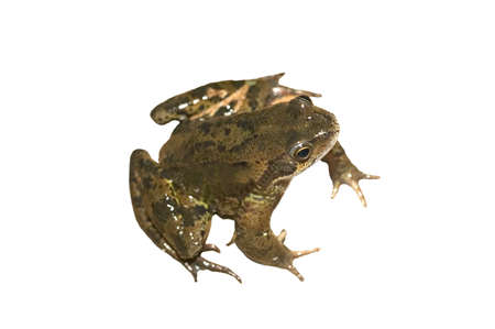 Common garden frog isolated on a white backgroundの写真素材