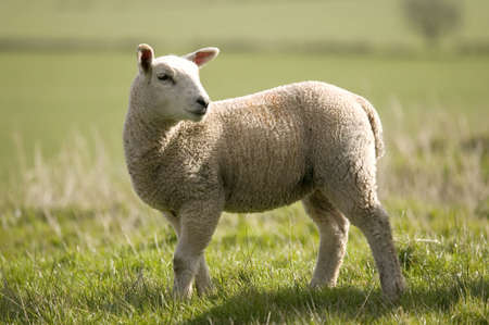 Side view of a lamb looking over it's shoulder in the spring sunshineの写真素材