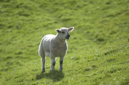 Lamb on a bright green grass hillsideの写真素材