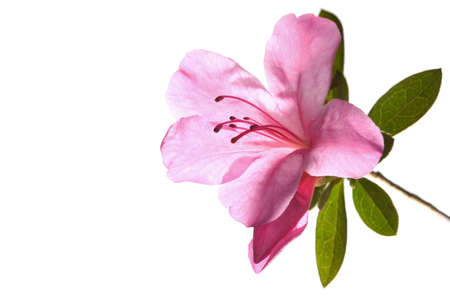 Pink 'Azalea' lit from behind, isolated on white.の写真素材