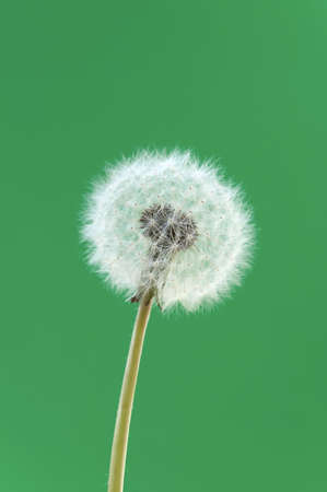 Dandelion head Macro against a green backgroundの写真素材