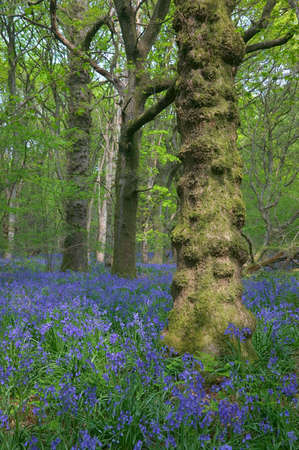Spring image of a knobbly tree with bluebells on the wood land floor.の写真素材