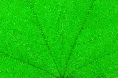 Detailed Macro shot of a Green leafの写真素材