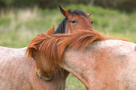 Two wild horses cleaning each other, or are they whispering!の写真素材
