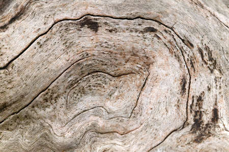 Macro of a weathered piece of wood の写真素材