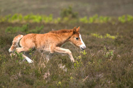 Wild colt running across heathlandの写真素材
