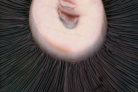 Macro shot of an organic Portabello mushroomの写真素材
