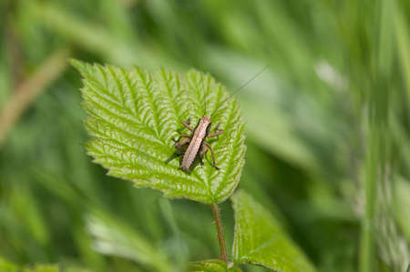 Long horned Grasshopper resting on a leaf in the sunshine.