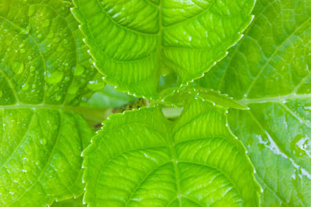 Close up of the green leaves from a Hydrangea plant