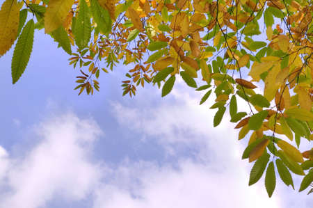 Horse chestnut leaves in Autumn against a bright blue cloudy sky.