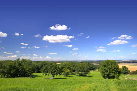Oak trees in the foreground and fields in the distance under a blue cloudy sky.の写真素材