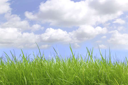 Fresh green grass under a blue cloudy sky, shot at ground level.の写真素材