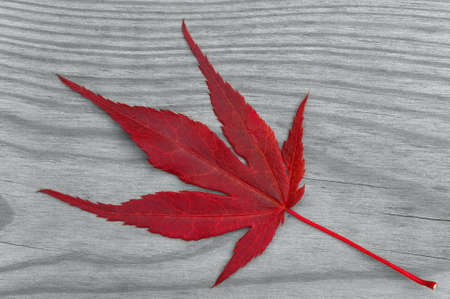 Red maple leaf on a grey wood background.の写真素材