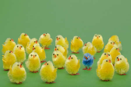A group of easter chicks with one odd one standing out
