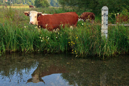Horned Hereford cow standing in a field besides a river with a depth marker, it's reflection in the still water.の写真素材