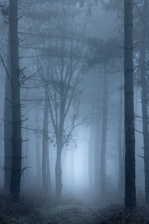 A path leading through woodland on a very foggy morning.の写真素材