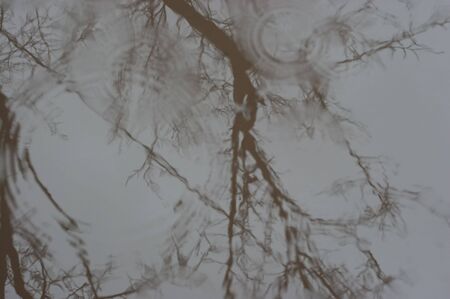tree brunches reflected in the waterの写真素材