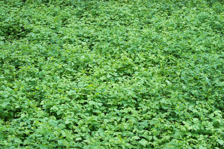 leaves backgroundの写真素材