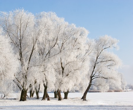 trees covered with snow