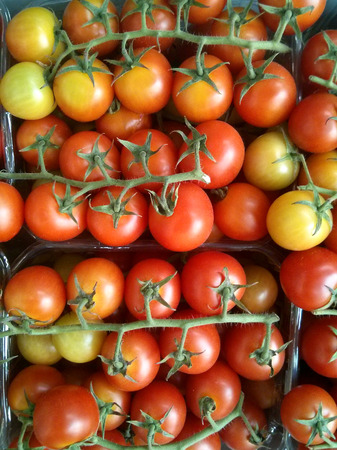 Fresh red and yellow cherry tomatoes bunches on the marketの写真素材