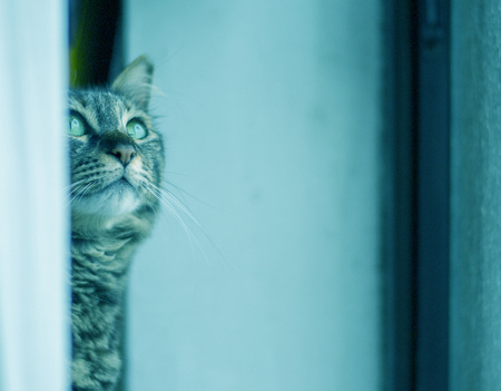 Pretty young cat looking up to something in the window, photo toned with cool blue filtersの写真素材