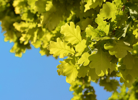 Green fresh oak leaves backgroundの写真素材