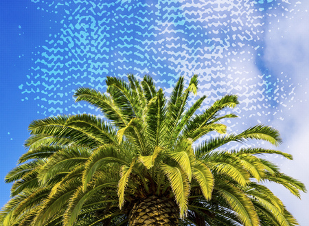 Palm tree crown on blue sky background illustrationの写真素材