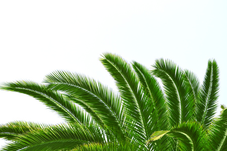 Green palm leaves, isolated backgroundの写真素材