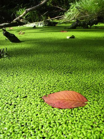 Fallen leaf on the surface of water plantsの写真素材