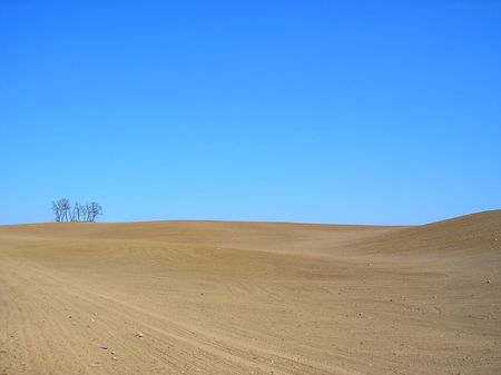 Field with few trees looking like an oasis