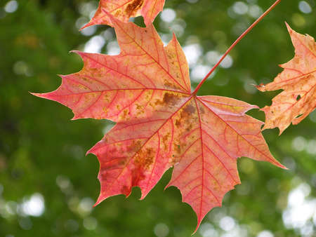 Red maple leaf on green tree background