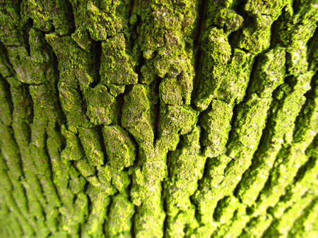 Structure of tree bark covered with green lichenの写真素材