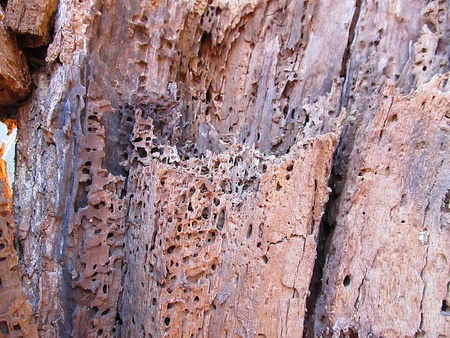 Rotten trunk with some holes and losses