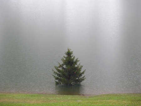 Conifer tree flooded by the lake water from melting mountain snow.の写真素材