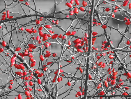 Wild rose (Rosa Canina) growing very dense on the bush. Selective color effect.の写真素材