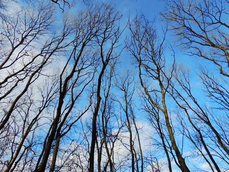 Looking up on trees without leafs in late autumnの写真素材