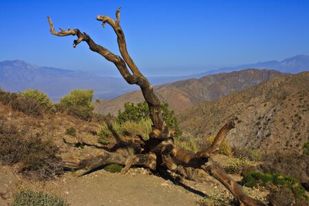 An old tree has fallen victim to the heat of the high desert.の写真素材