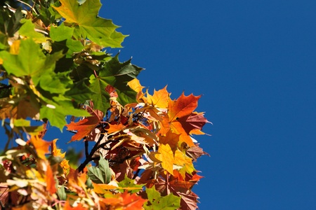 Autumn leafs