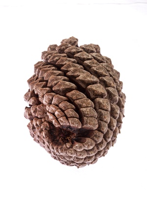 Pine cone isolated over white backgroundの写真素材
