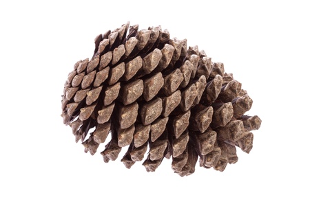 Pine cone isolated over white backgroundの写真素材