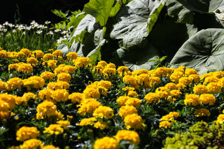 Yellow flowers
