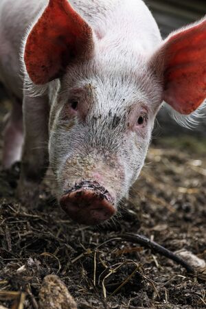 Young pig on the farmの写真素材