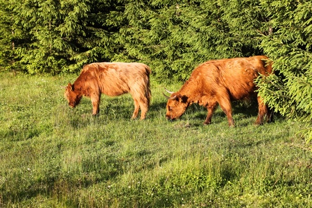 Happy scottish highland cowsの写真素材