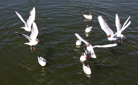 Gullの写真素材