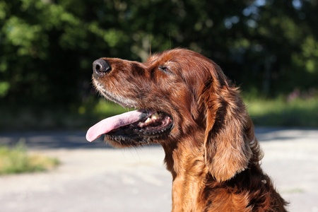 Dogの写真素材
