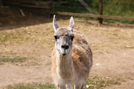 Cameroon goatの写真素材