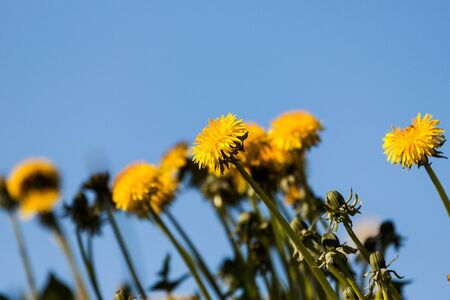 Yellow flowers, dandelion over blue skyの写真素材