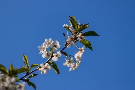 Apple Blossomの写真素材
