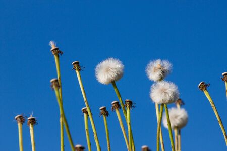 dandelions in grass over blue skyの写真素材