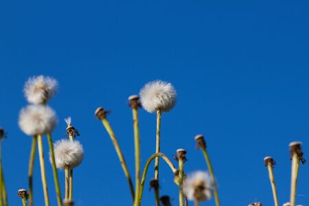 dandelions in grass over blue sky